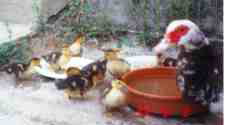 ducklings1